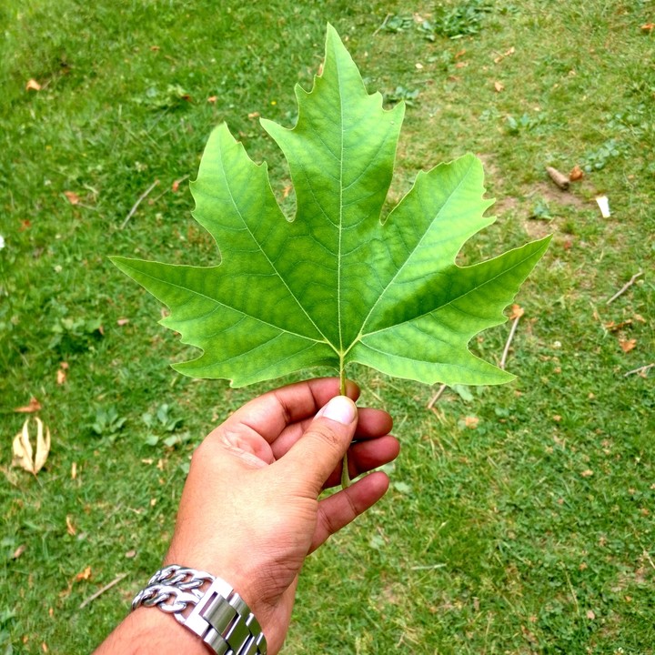 Maple Leaf