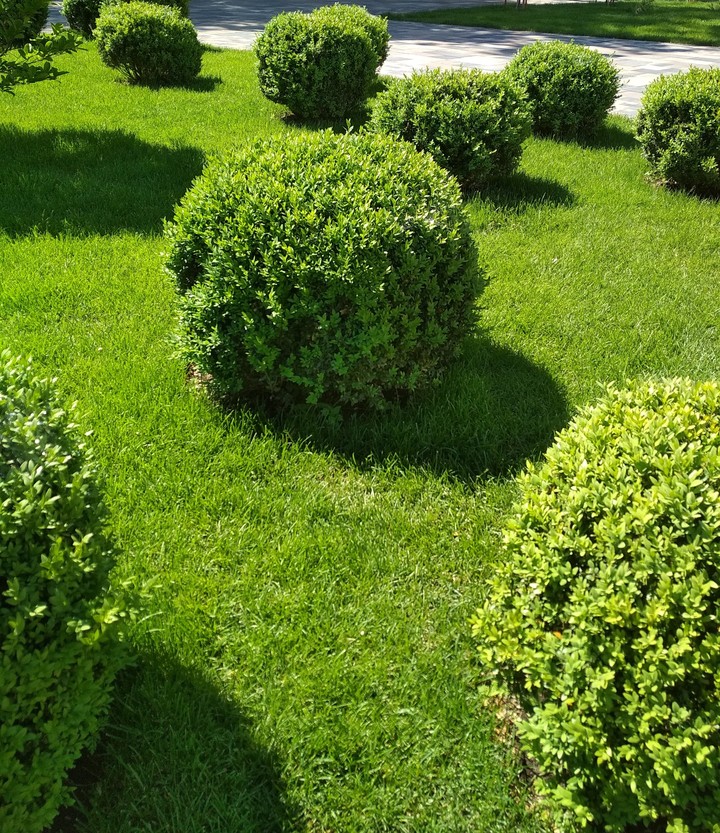 Grass