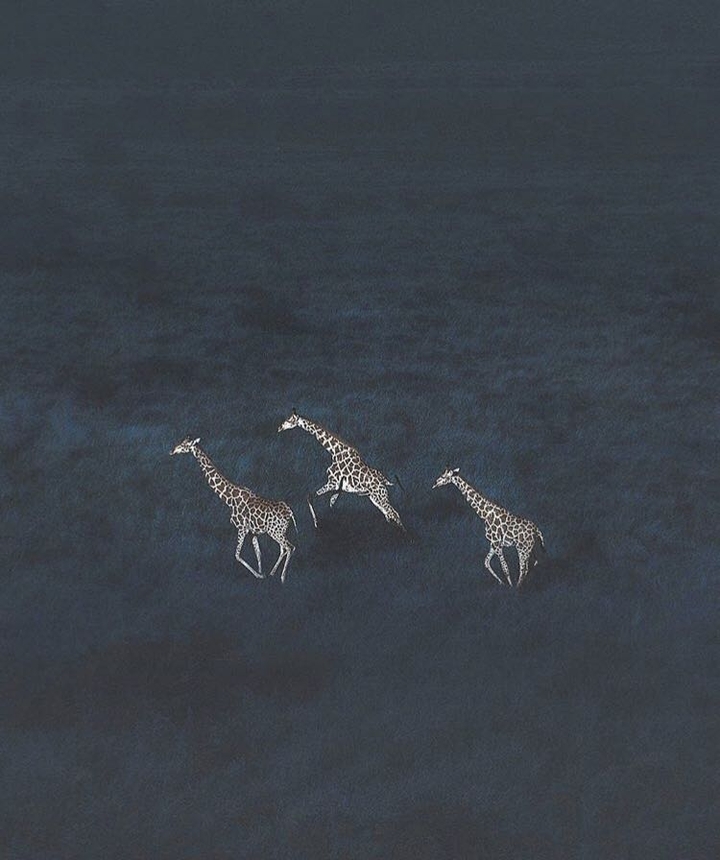 giraffes