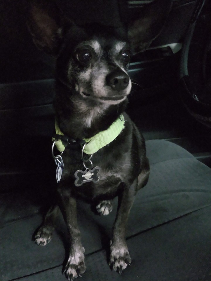 chito