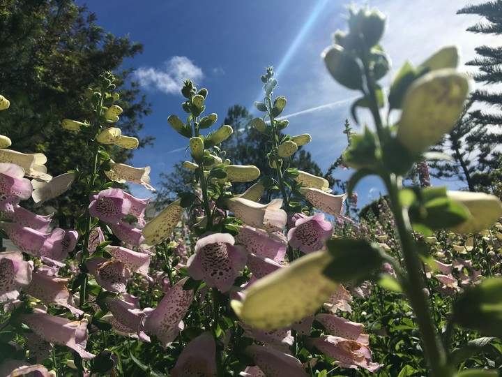 flower