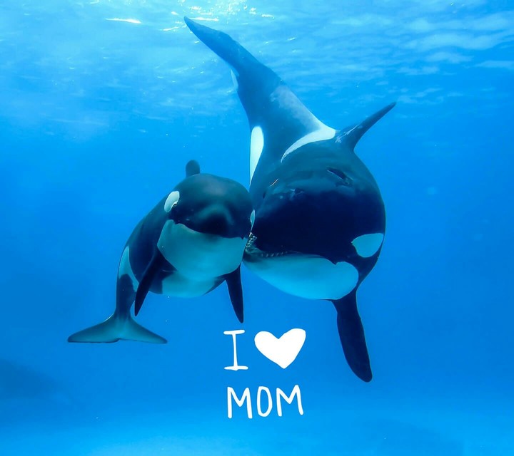 I love mom!