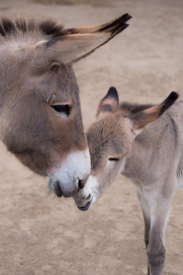 donkey