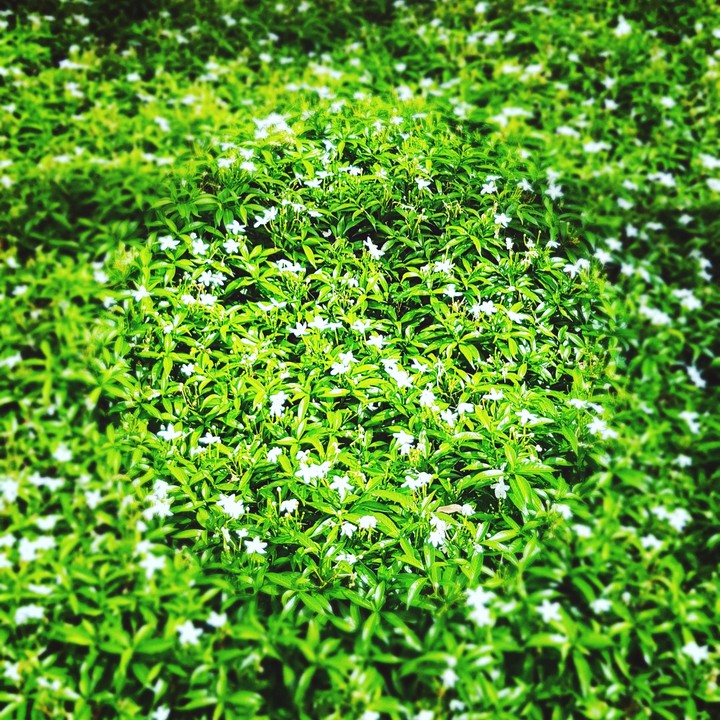 Little white flowers