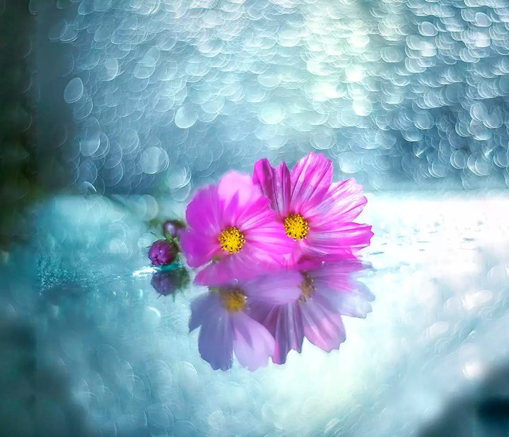 Bloom