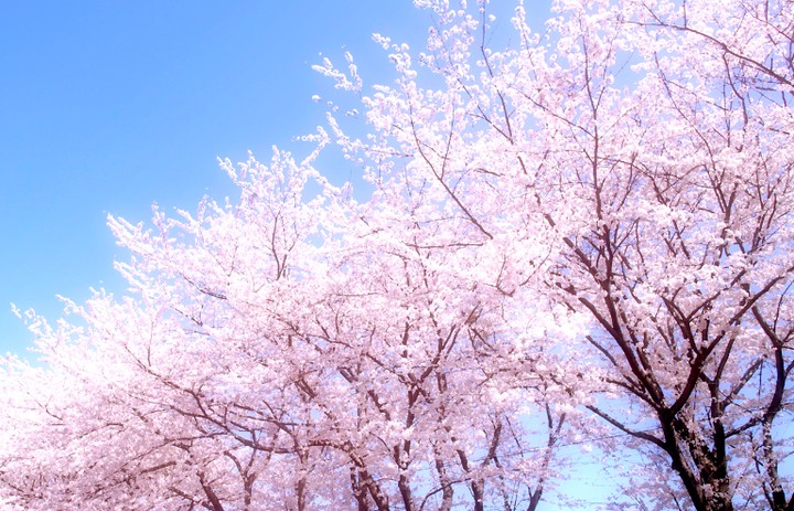 #sakura