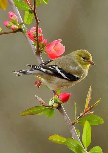 bird
