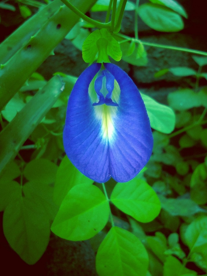 blue  vs green