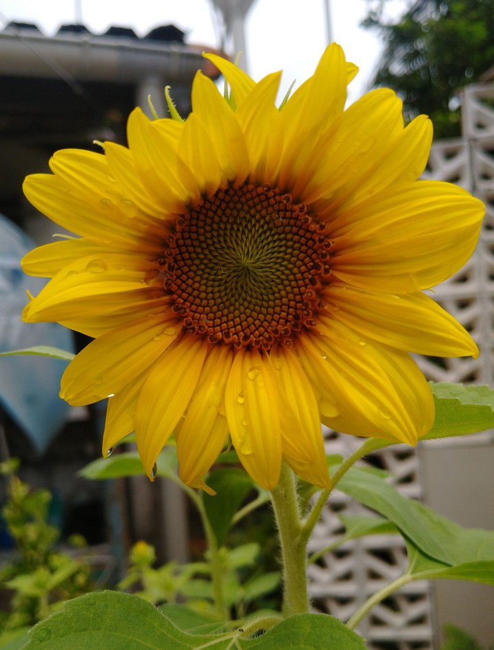 My Sunflower