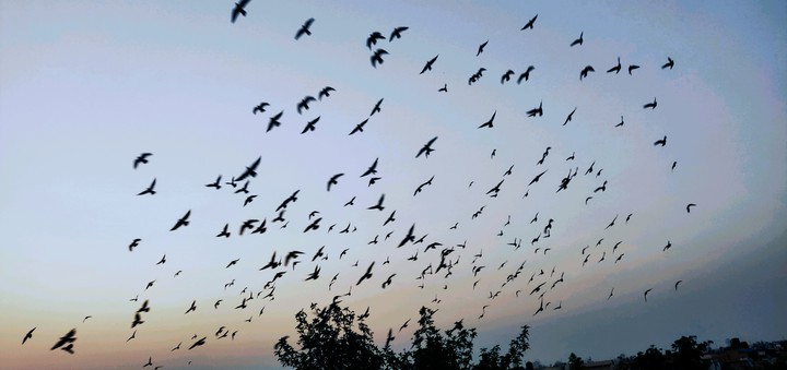 birds in clear sky