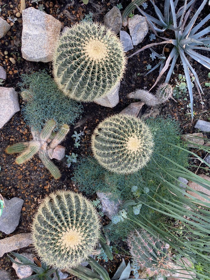 cactus