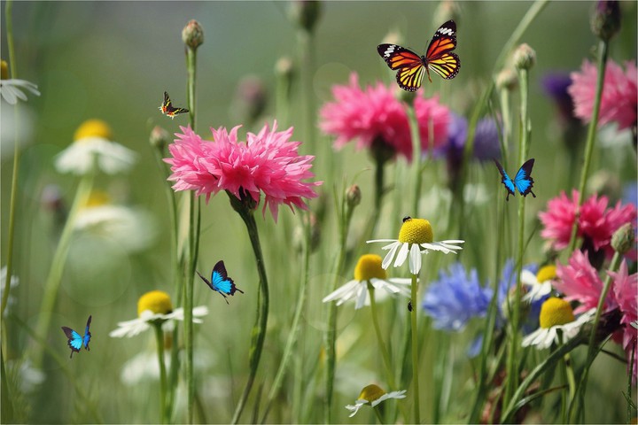 flowers
