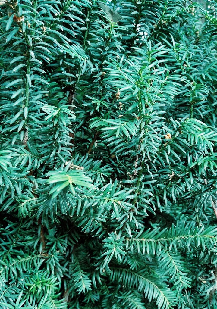 pine