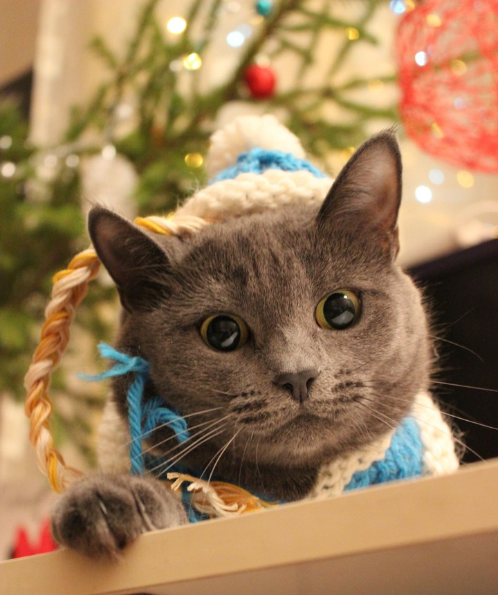 Cute cat