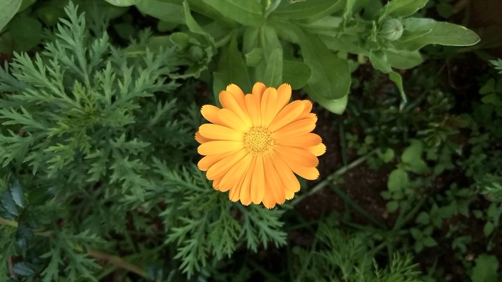 Yellow flower at Ooty