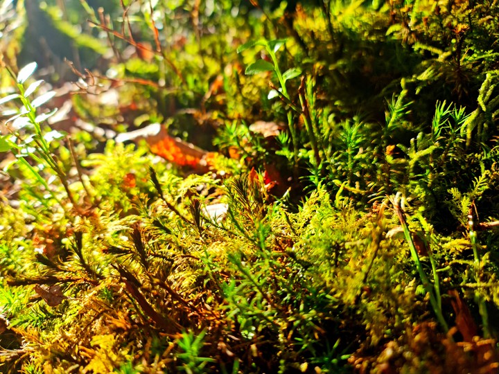 moss