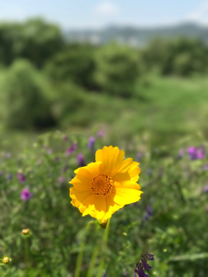 Fluid flower