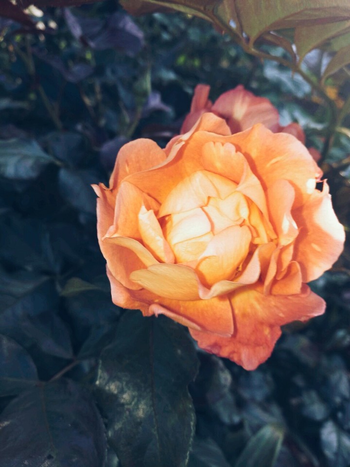 flora