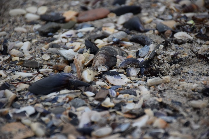 shells