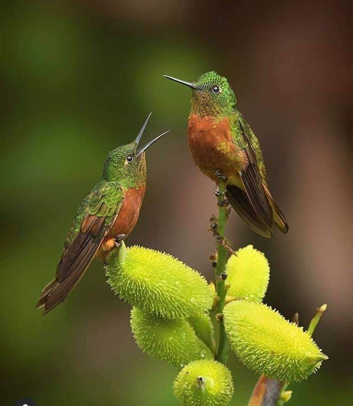 birds
