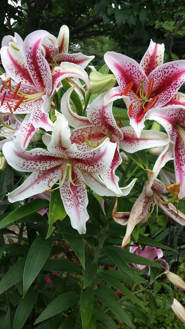 flower