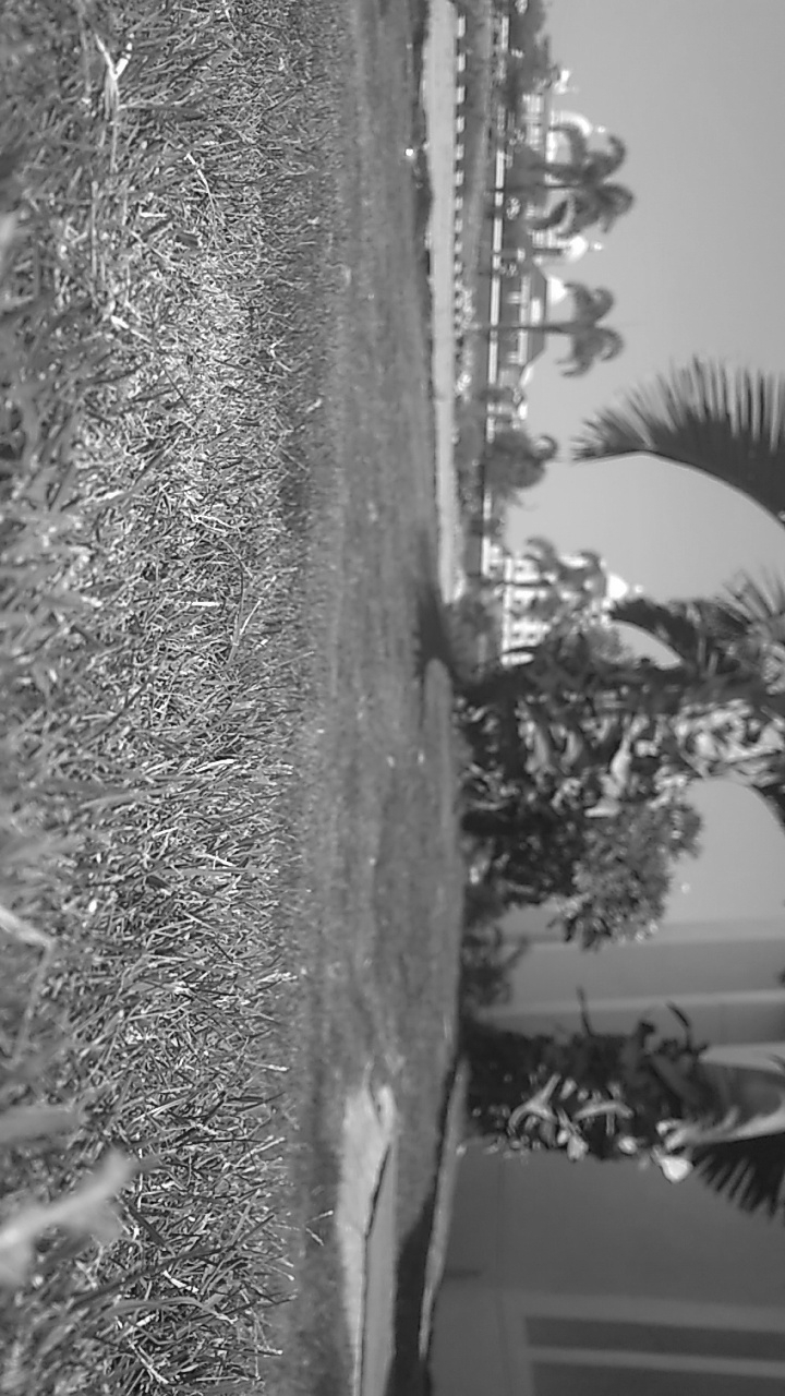grass