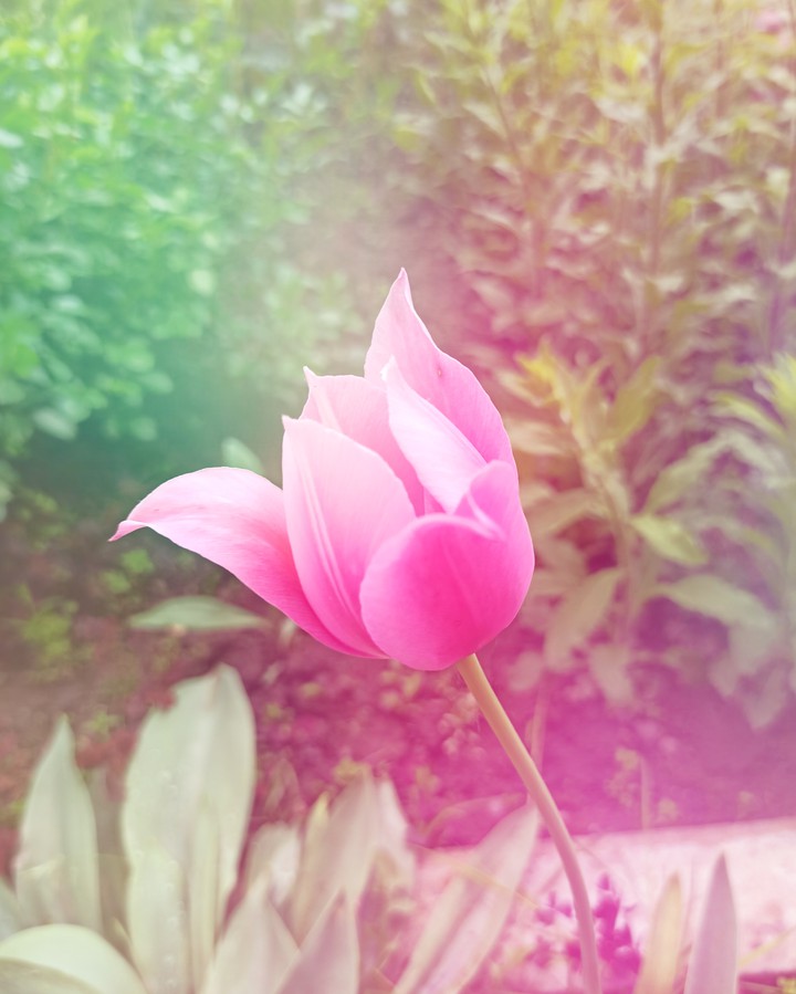 Tulip
