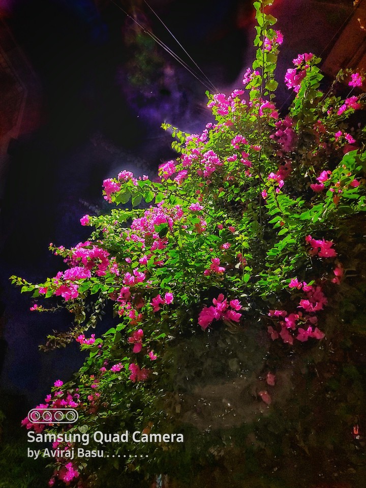 vibrant Bougainvillea ???