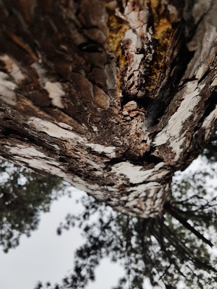 Pinus Nigra Tree