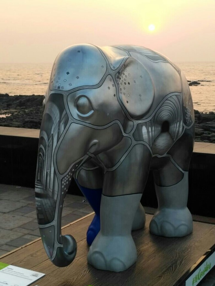 elephant