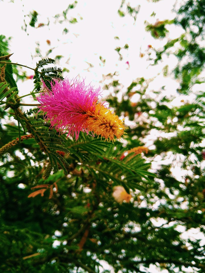 Beautiful flower