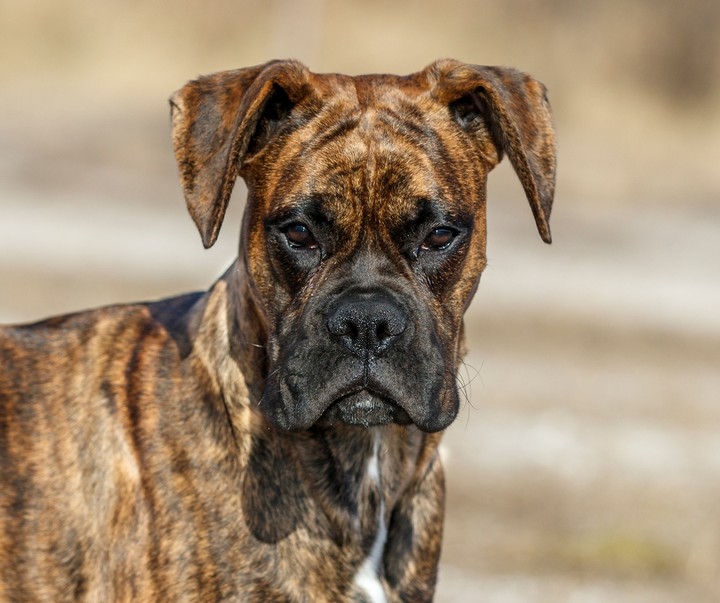 Ares
