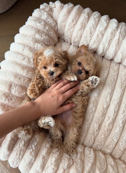 canidae, cavachon achtergronden