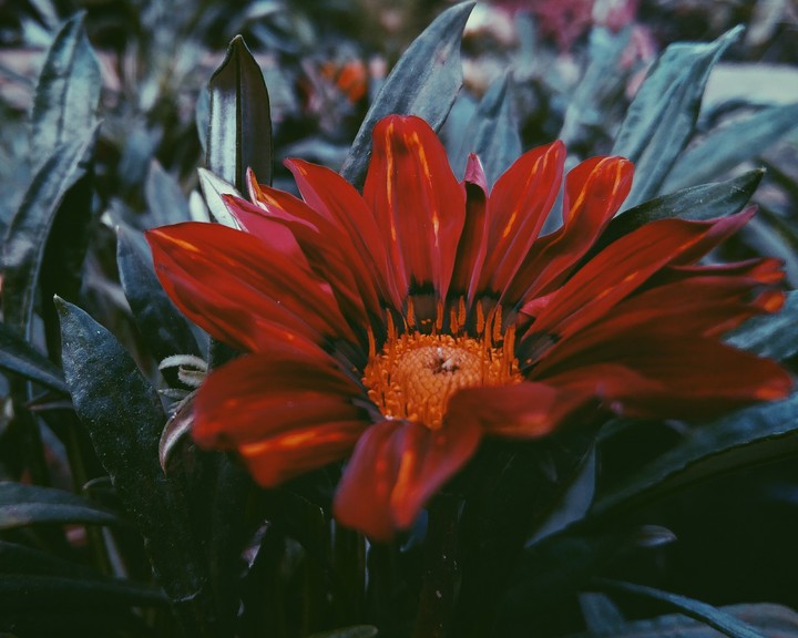 Shades of Red.