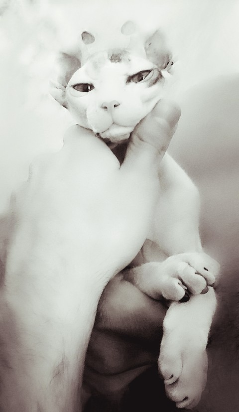 Sphinx kitten Luna, 5 months old