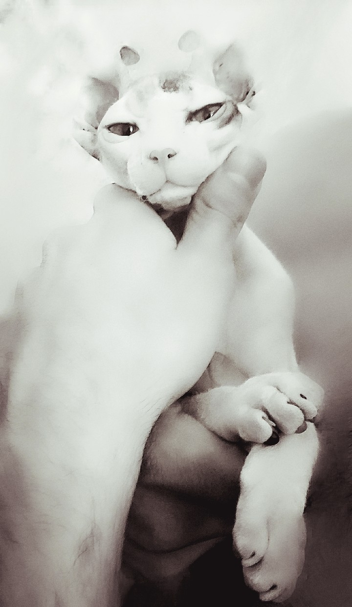 Sphinx kitten Luna, 5 months old