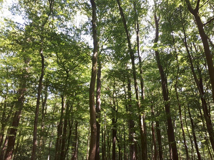 Treetops