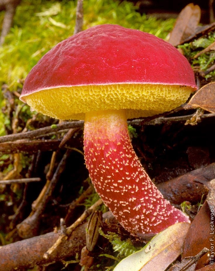 mushroom