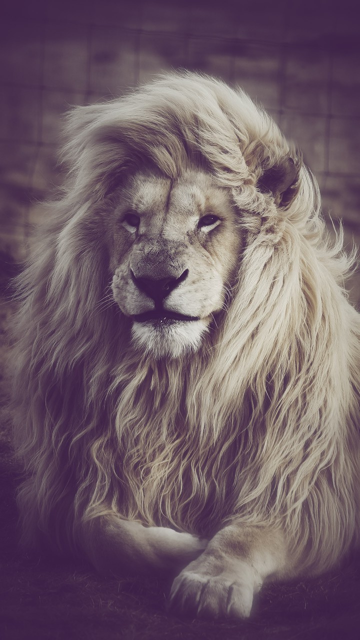 king