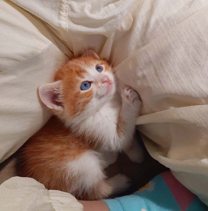 kitty cat