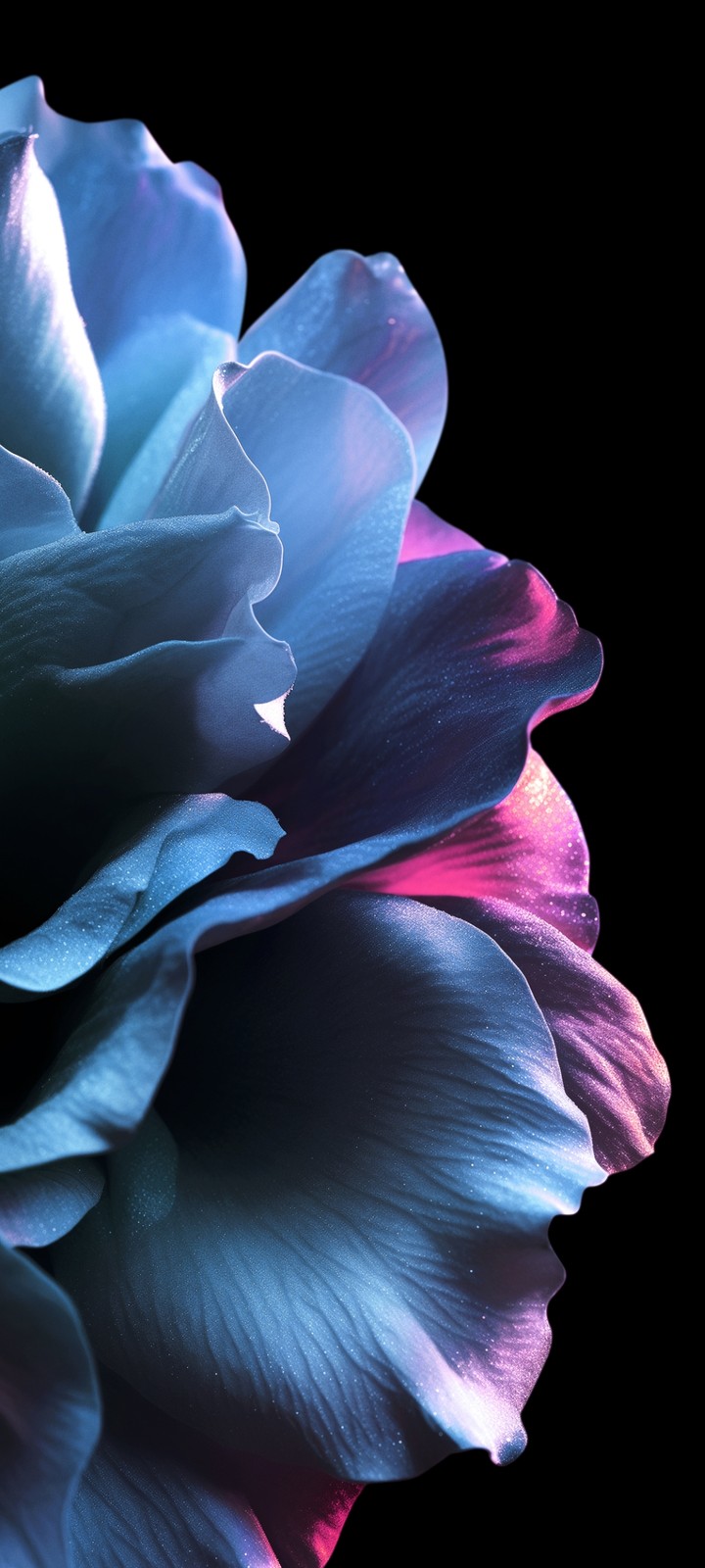 fonds d'écran blue, petal