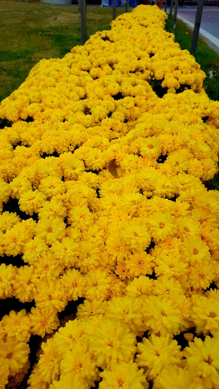 Chrysanthemums