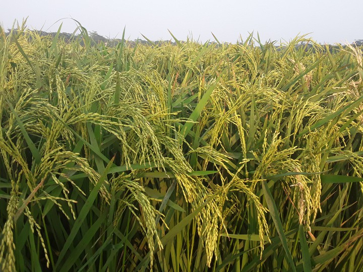 সোনালী ধান
