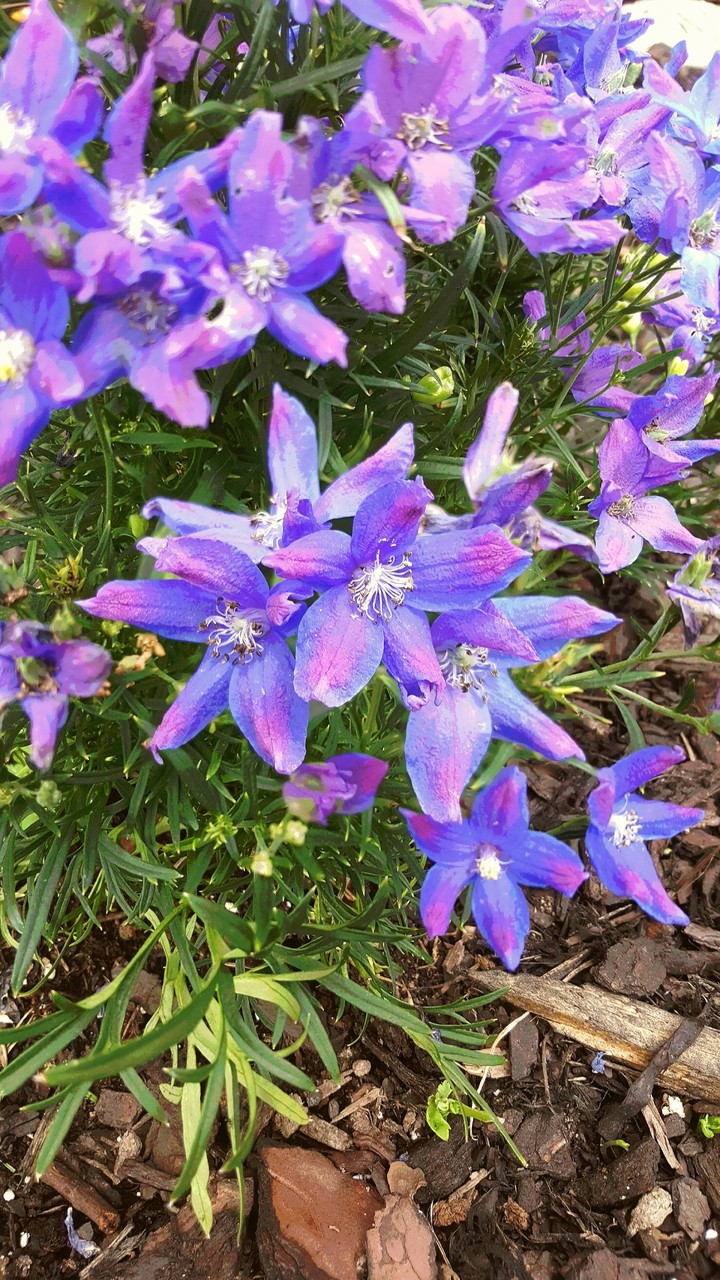 Purple Flower