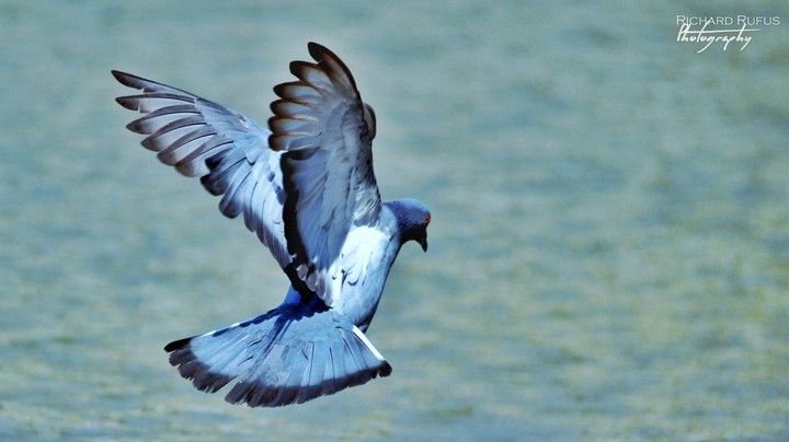 Beautiful Bird - Pigeon