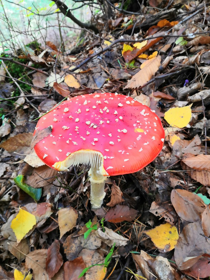Pilz