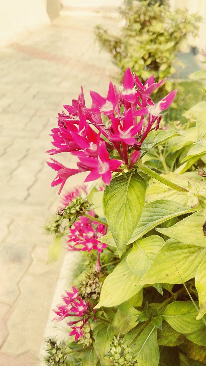 Flowers