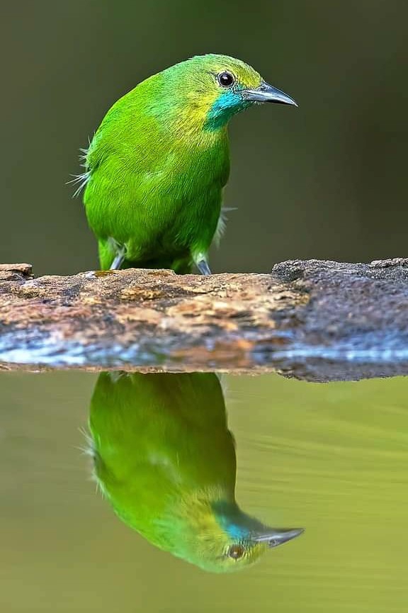 Reflection