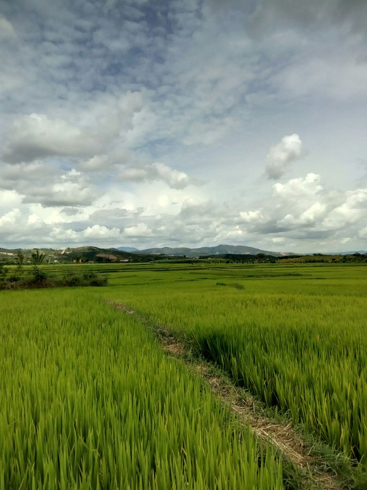 Field
