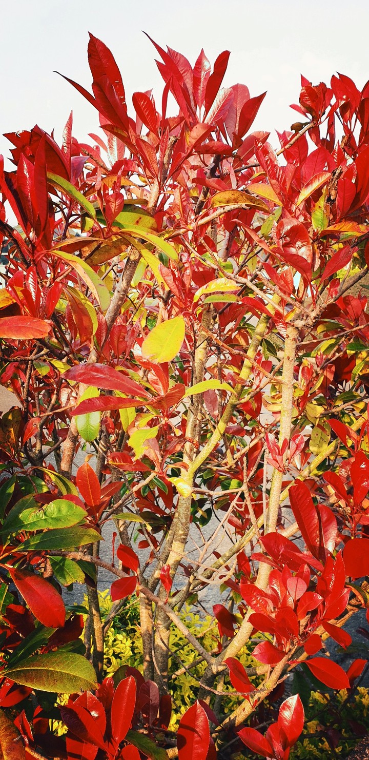 Mixed colours